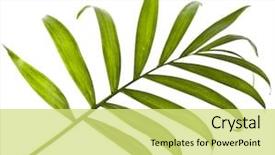  Presentation with palm tree - Presentation design enhanced with tropical - palm tree leaf isolated background and a yellow colored foreground
