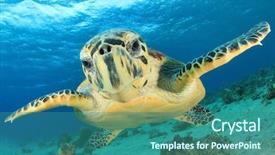  Presentation with turtle - Colorful presentation theme enhanced with tropical - turtle underwater backdrop and a ocean colored foreground