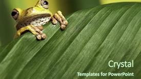  Presentation with amphibians - Colorful PPT layouts enhanced with tropical amazon bolivia rain forest backdrop and a tawny brown colored foreground