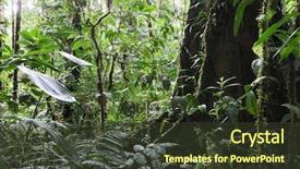  Presentation with tropical forest - PPT theme with tropical amazon rain forest colombia background and a tawny brown colored foreground