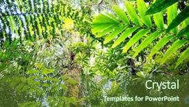  Presentation with amazon forest rainforest in brazil - Colorful slides enhanced with tropical amazon rain forest fern backdrop and a tawny brown colored foreground