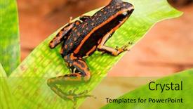  Presentation with ecuador - Audience pleasing slides consisting of tropical and exotic amphibian backdrop and a gold colored foreground