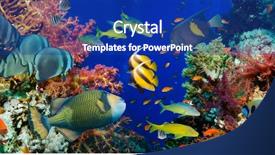 Presentation with fish net - Slides enhanced with tropical anthias fish with net background and a ocean colored foreground