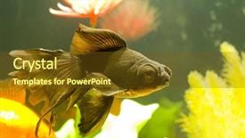  Presentation with fish aquarium - Presentation design with tropical aquarium fish macro shot background and a tawny brown colored foreground
