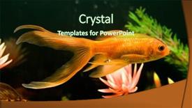  Presentation with fish aquarium - Audience pleasing presentation design consisting of tropical aquarium fish macro shot backdrop and a wine colored foreground