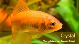  Presentation with fish aquarium - Slides consisting of tropical aquarium fish macro shot background and a tawny brown colored foreground
