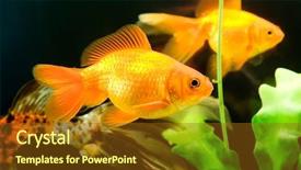  Presentation with fish aquarium - Presentation theme featuring tropical aquarium fish macro shot background and a tawny brown colored foreground