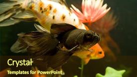  Presentation with fish aquarium - Theme featuring tropical aquarium fish macro shot background and a tawny brown colored foreground