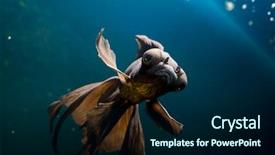  Presentation with fish aquarium - PPT layouts consisting of tropical aquarium fish macro shot background and a navy blue colored foreground