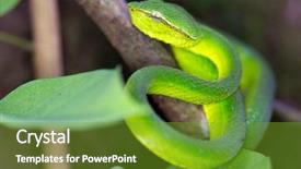  Presentation with on pit gold - Slides having tropical asian pit viper tropidolaemus background and a tawny brown colored foreground