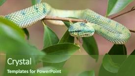  Presentation with on pit gold - Slides with tropical asian pit viper tropidolaemus background and a tawny brown colored foreground
