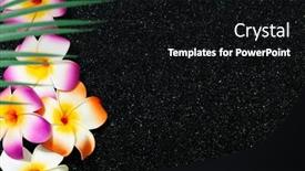  Presentation with plumeria - PPT layouts enhanced with tropical-background-with-plumeria-flowers background and a black colored foreground