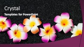  Presentation with plumeria - PPT theme with tropical-background-with-plumeria-flowers background and a black colored foreground