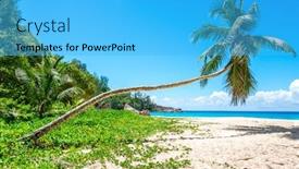  Presentation with palm leaves - PPT theme consisting of tropical-beach-with-palm-leaves background and a cyan colored foreground