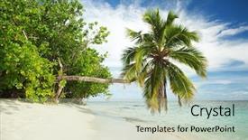 Presentation with palm tree - Colorful PPT theme enhanced with tropical beach with palm tree backdrop and a mint green colored foreground