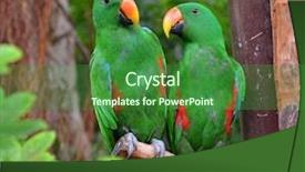  Presentation with bird - Slide set consisting of tropical bird - colorful couple macaw sitting background and a forest green colored foreground