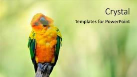  Presentation with parrot - Beautiful PPT theme featuring tropical bird - colorful parrot outdoor backdrop and a blonde colored foreground