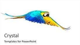  Presentation with white dove flying - Presentation having tropical bird - colourful flying parrot isolated background and a  colored foreground
