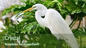  Presentation with dead egret birds lying - Colorful PPT theme enhanced with tropical bird - great egret heron backdrop and a tawny brown colored foreground