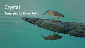  Presentation with natural - Beautiful PPT layouts featuring tropical bird - little green heron in his backdrop and a seafoam green colored foreground