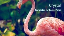  Presentation with flamingo - Slide deck enhanced with tropical bird - pink flamingo close-up background and a navy blue colored foreground