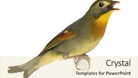  Presentation with lines red and white - Slide deck consisting of tropical bird - red-billed leiothrix - leiothrix lutea background and a  colored foreground