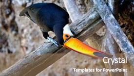  Presentation with outdoor worker safety - Slides with tropical bird - toucan outdoor - ramphastos sulphuratus background and a coral colored foreground