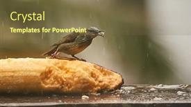  Presentation with rain - Slides with tropical-bird-red-legged-honeycreeper background and a tawny brown colored foreground