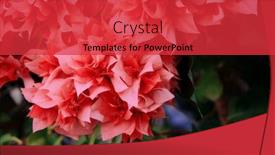  Presentation with tropical flowers - Audience pleasing theme consisting of tropical-blooming-flowers-close-up backdrop and a red colored foreground