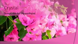  Presentation with tropical flowers - Audience pleasing slide set consisting of tropical blooming flowers close up backdrop and a coral colored foreground