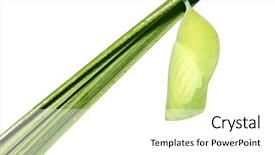 Presentation with pupa - Beautiful presentation theme featuring tropical butterfly pupa hanging backdrop and a white colored foreground