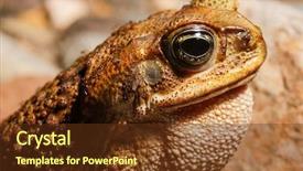  Presentation with mosquito - Audience pleasing presentation design consisting of chandelier of flowers for wedding arch backdrop and a light gray colored foreground