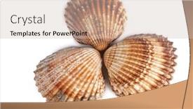  Presentation with clam shell - Beautiful PPT theme featuring tropical-clam-shell backdrop and a soft green colored foreground