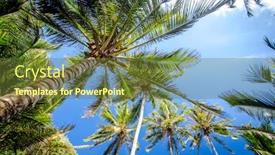  Presentation with coconut - Audience pleasing presentation consisting of tropical coconut palms against blue backdrop and a tawny brown colored foreground