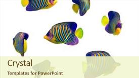  Presentation with coral - PPT theme enhanced with tropical coral fish collection background and a cream colored foreground