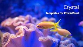  Presentation with fishes - Beautiful slide deck featuring tropical-coral-fishes-underwater backdrop and a royal blue colored foreground