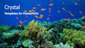  Presentation with tropical reef fish - Presentation theme having tropical coral reef and lyretail background and a cobalt blue colored foreground