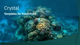  Presentation with coral reef - Cool new PPT theme with tropical-coral-reef-ecosystem backdrop and a ocean colored foreground