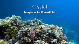  Presentation with coral reef - Cool new PPT theme with tropical-coral-reef-ecosystem backdrop and a gray colored foreground