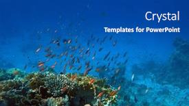  Presentation with coral reef - PPT theme enhanced with tropical-coral-reef-ecosystem background and a dark gray colored foreground