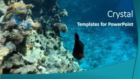  Presentation with coral reef - PPT theme having tropical-coral-reef-ecosystem background and a ocean colored foreground