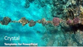  Presentation with egypt - PPT layouts featuring tropical-coral-reef-ecosystem background and a teal colored foreground