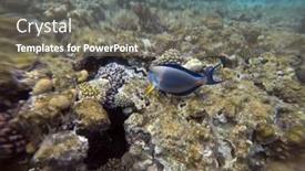  Presentation with coral reef - Amazing PPT theme having tropical-coral-reef-ecosystem backdrop and a gray colored foreground