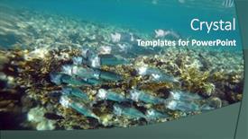  Presentation with coral reef - Amazing slide deck having tropical-coral-reef-ecosystem backdrop and a teal colored foreground