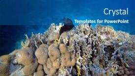  Presentation with coral reef - Colorful presentation enhanced with tropical-coral-reef-ecosystem backdrop and a ocean colored foreground