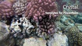  Presentation with coral reef - Slide set consisting of tropical-coral-reef-ecosystem background and a violet colored foreground