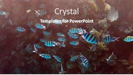  Presentation with coral reef - PPT layouts enhanced with tropical-coral-reef-ecosystem background and a violet colored foreground