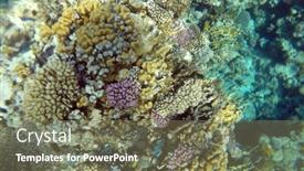  Presentation with coral reef - Presentation theme with tropical-coral-reef-ecosystem background and a violet colored foreground