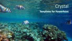  Presentation with coral reef - Colorful PPT theme enhanced with tropical-coral-reef-ecosystem backdrop and a ocean colored foreground