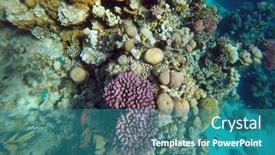  Presentation with coral reef - Presentation theme featuring tropical-coral-reef-ecosystem background and a teal colored foreground